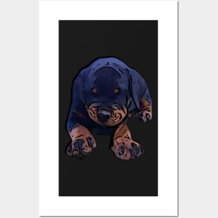 Rottweiler pup Posters and Art